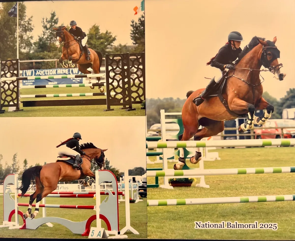 17hh Irish sports mare - Image 3