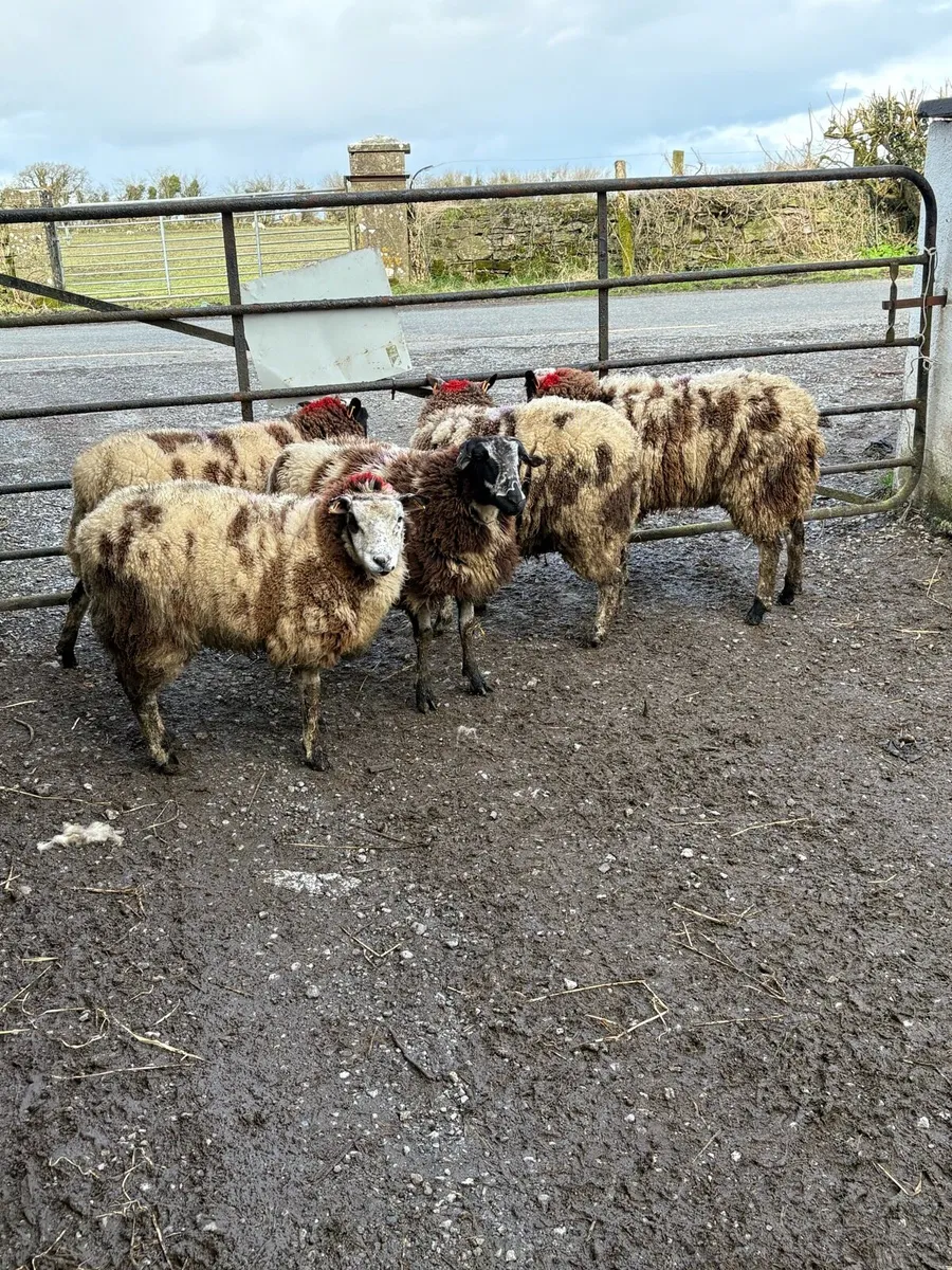 😍5 Dutch spotted inlamb ewe hoggets  😍 - Image 1