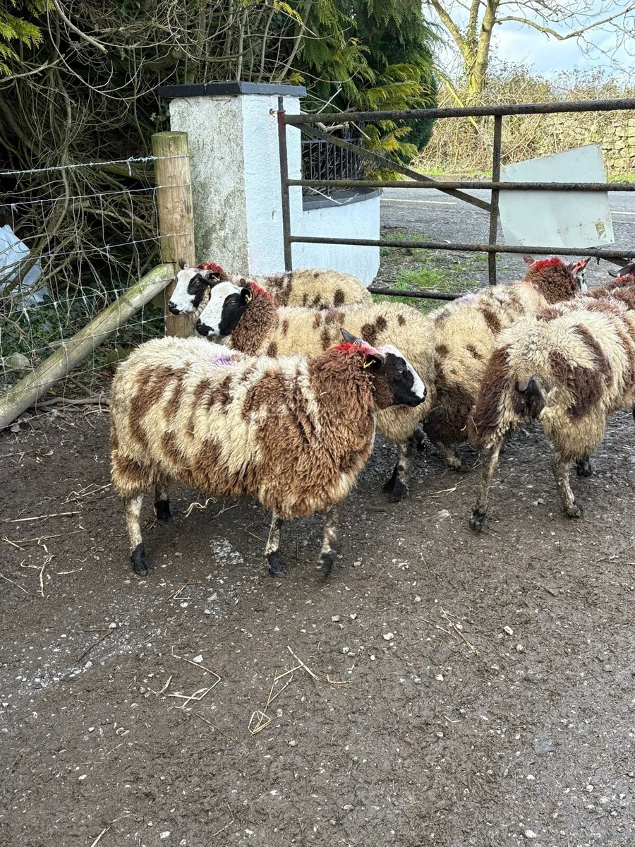😍5 Dutch spotted inlamb ewe hoggets  😍 - Image 2