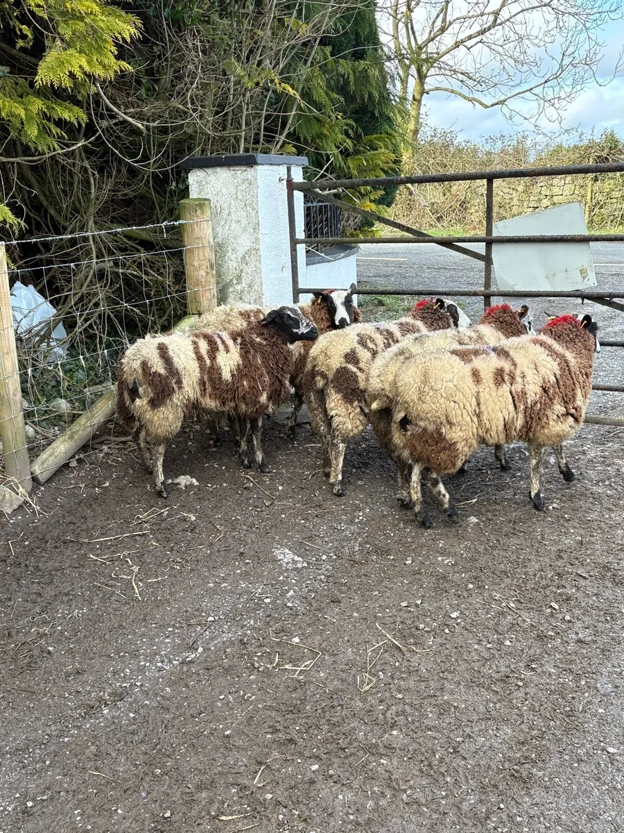 😍5 Dutch spotted inlamb ewe hoggets  😍 - Image 3