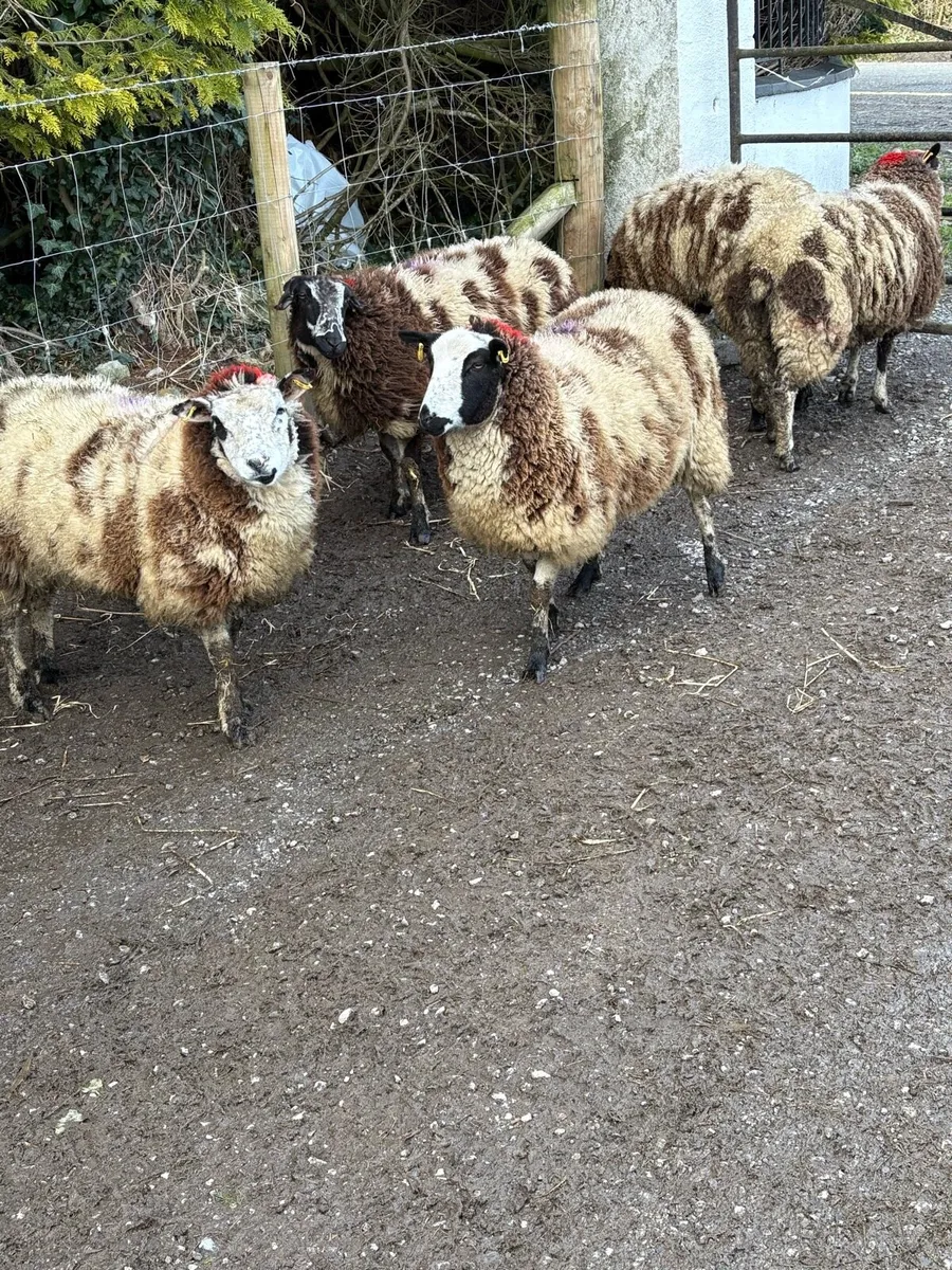😍5 Dutch spotted inlamb ewe hoggets  😍 - Image 4