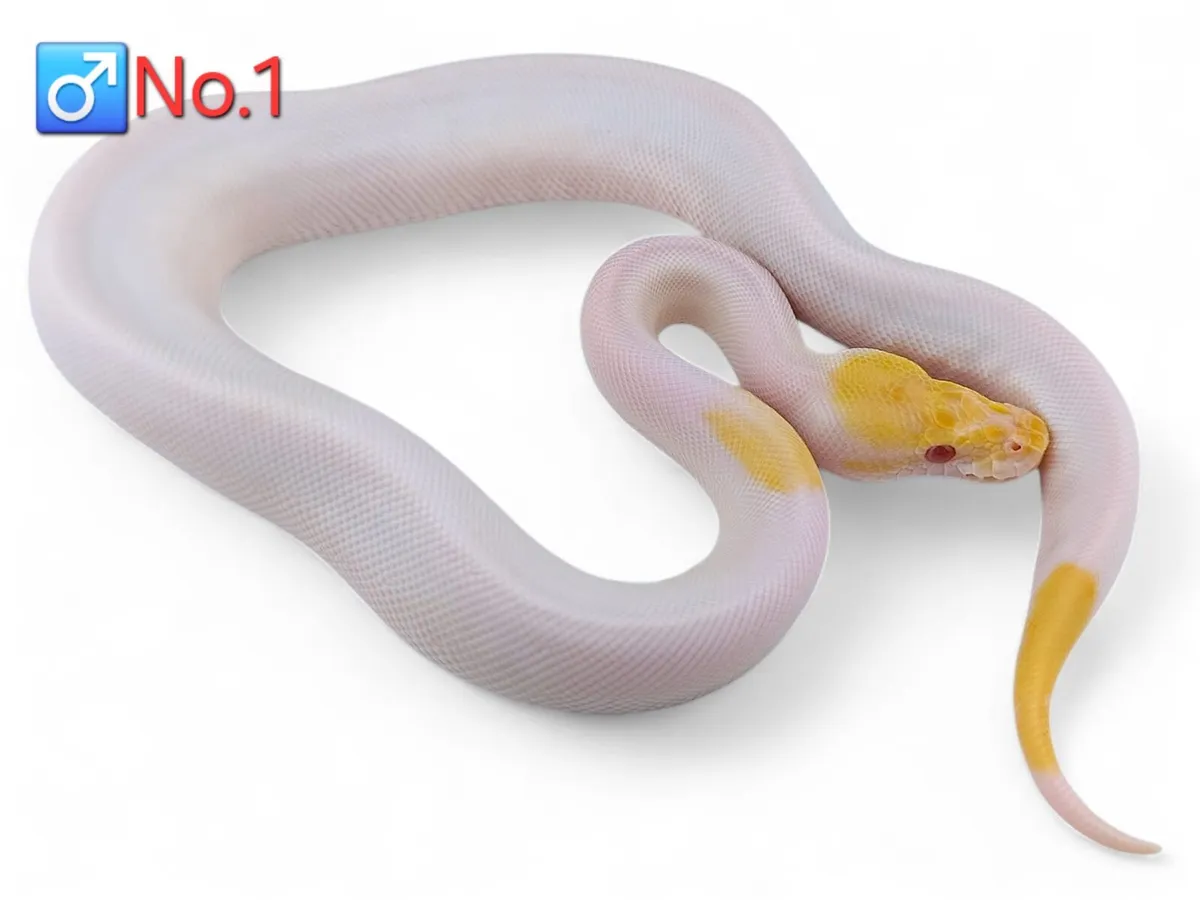 Royal/Ball Pythons All Male ♂️ - Image 1