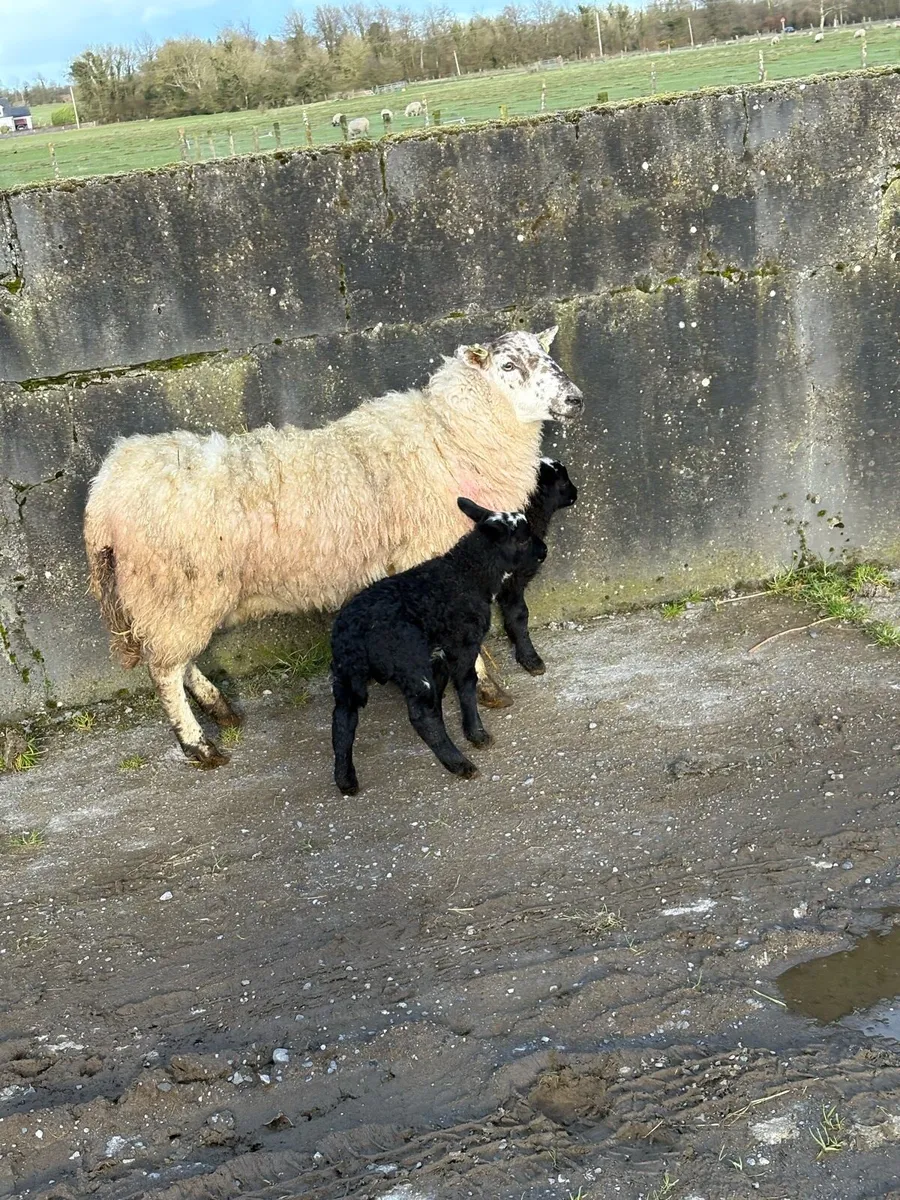 😍Ewes with Dutch spotted lambs 😍 - Image 1
