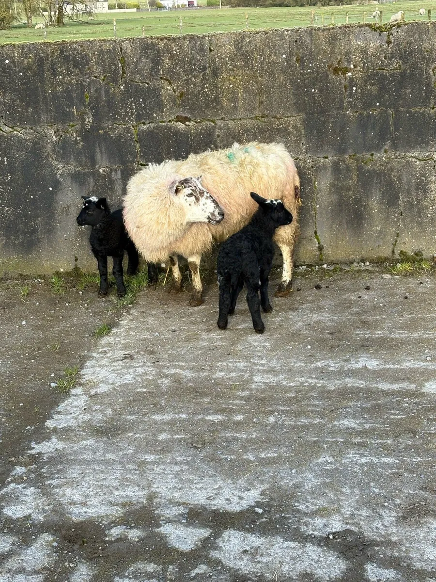 😍Ewes with Dutch spotted lambs 😍 - Image 2