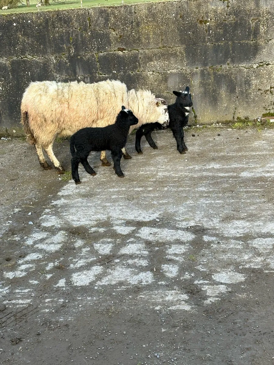 😍Ewes with Dutch spotted lambs 😍 - Image 3