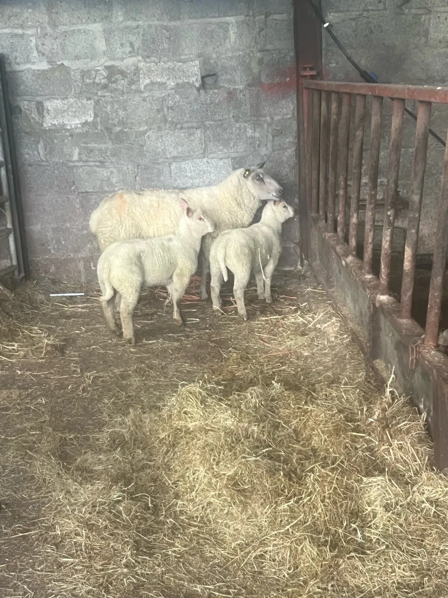 💥Pedigree Charlie outfit 💥 - Image 3