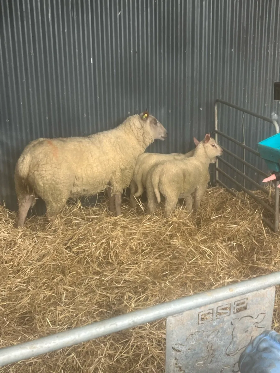 💥Pedigree Charlie outfit 💥 - Image 1