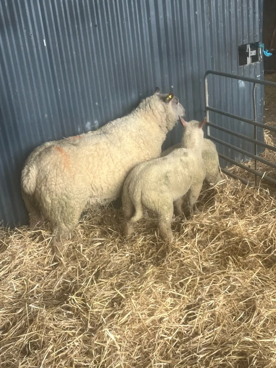 💥Pedigree Charlie outfit 💥 - Image 2