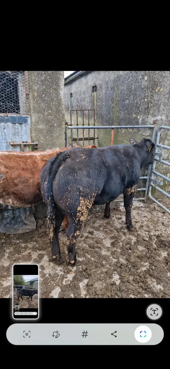 Super AI bred heifers - Image 2