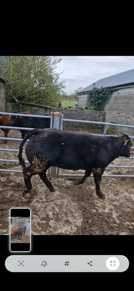 Super AI bred heifers - Image 3