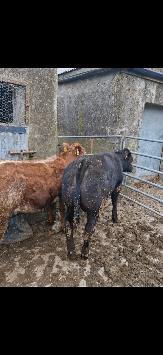 Super AI bred heifers - Image 4