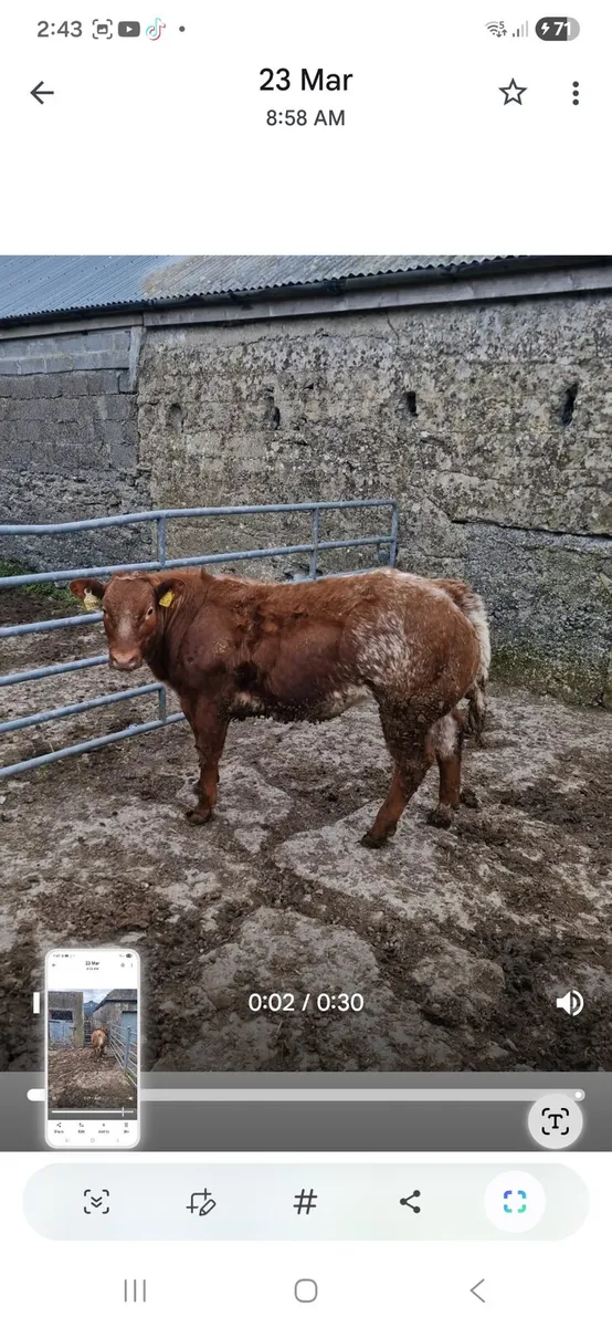 Super AI bred heifers - Image 1