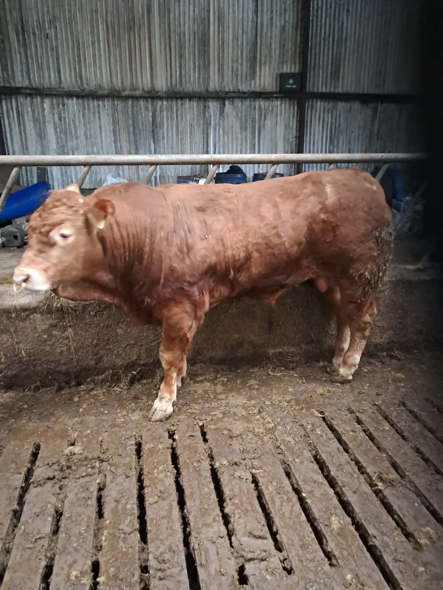 Pbr limousin bull - Image 3