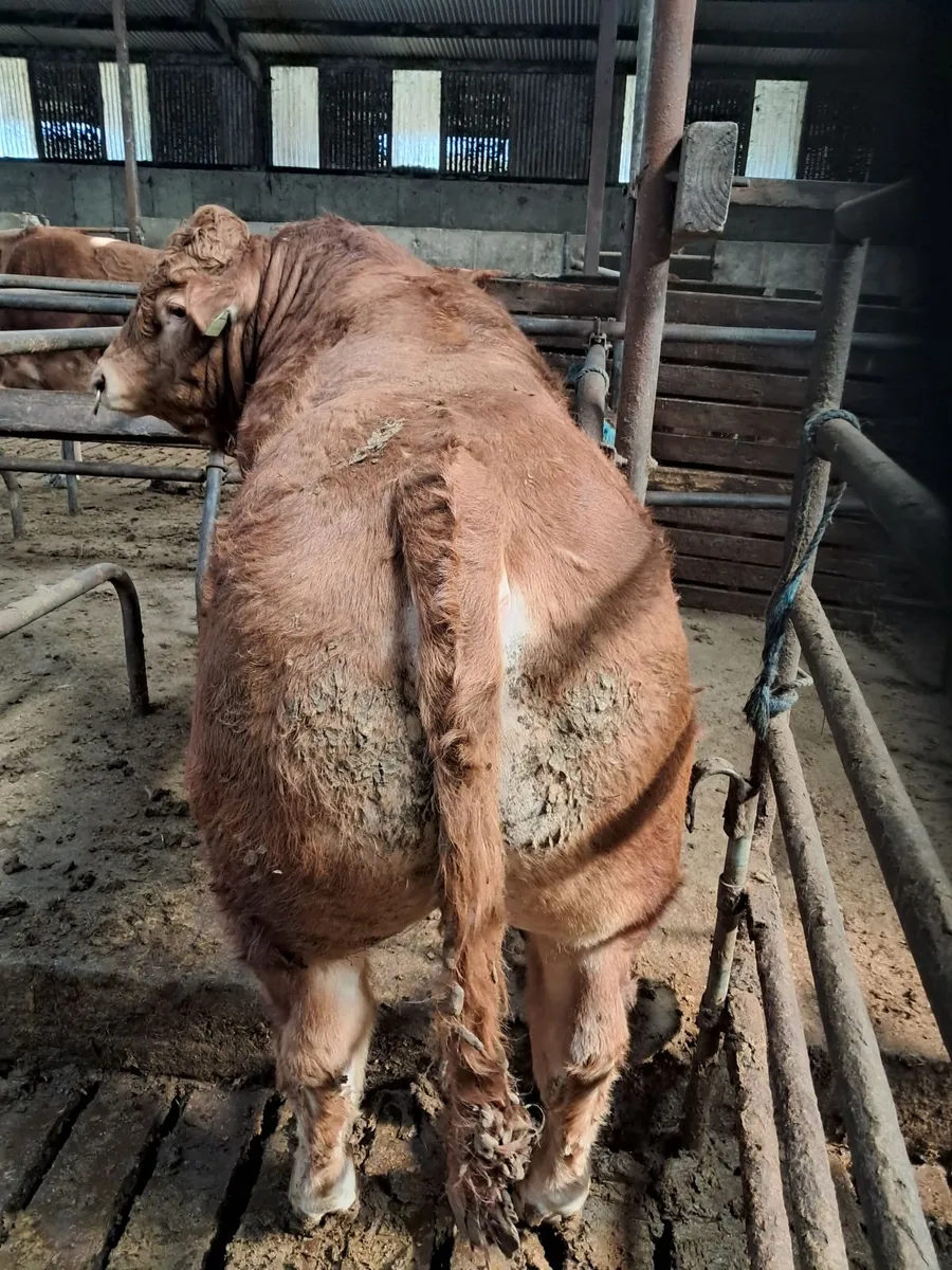 Pbr limousin bull - Image 4