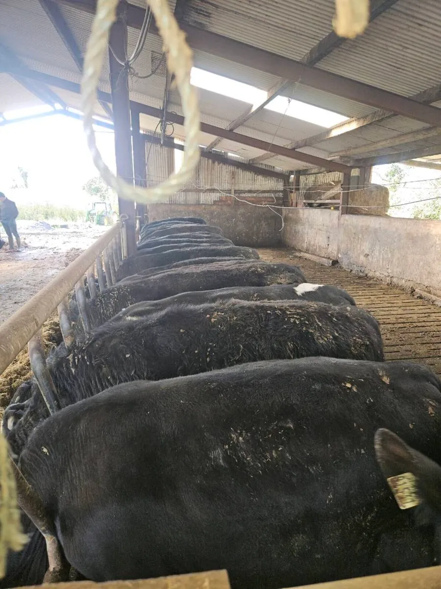 16 AA bulls + 70 CH BB LM AA FR calves homebred - Image 3