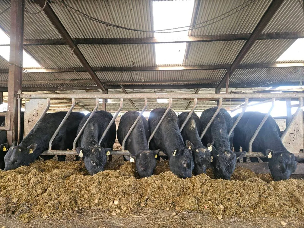 16 AA bulls + 70 CH BB LM AA FR calves homebred - Image 4