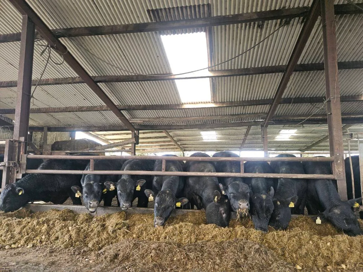 17 ANGUS BULLS TULLAMORE MART 6/4/26 LOT 126 @5pm - Image 4