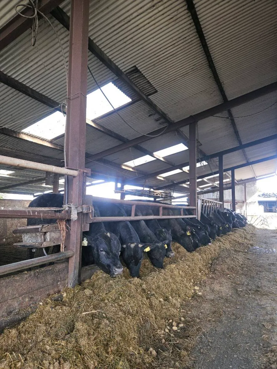 16 AA bulls + 70 CH BB LM AA FR calves homebred - Image 2