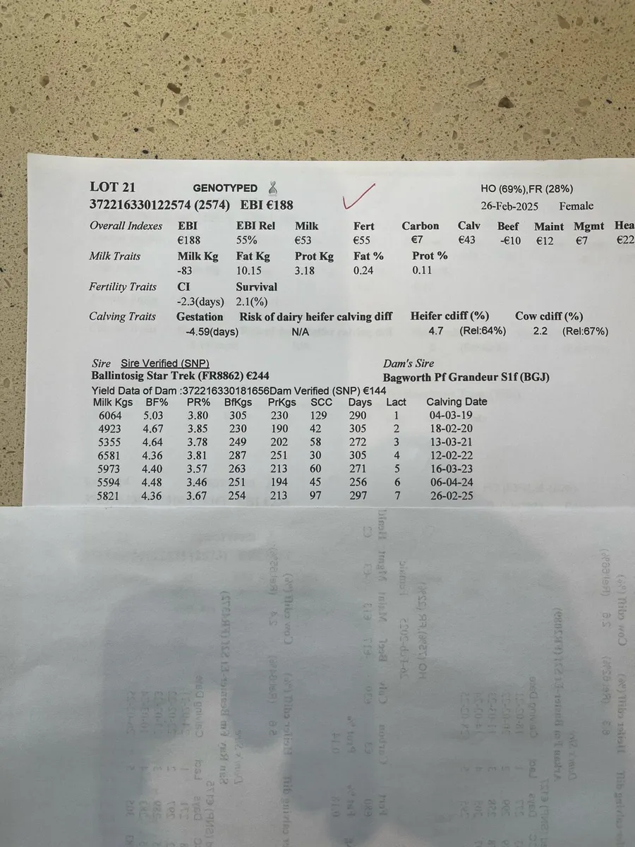 Maiden heifers - Image 1