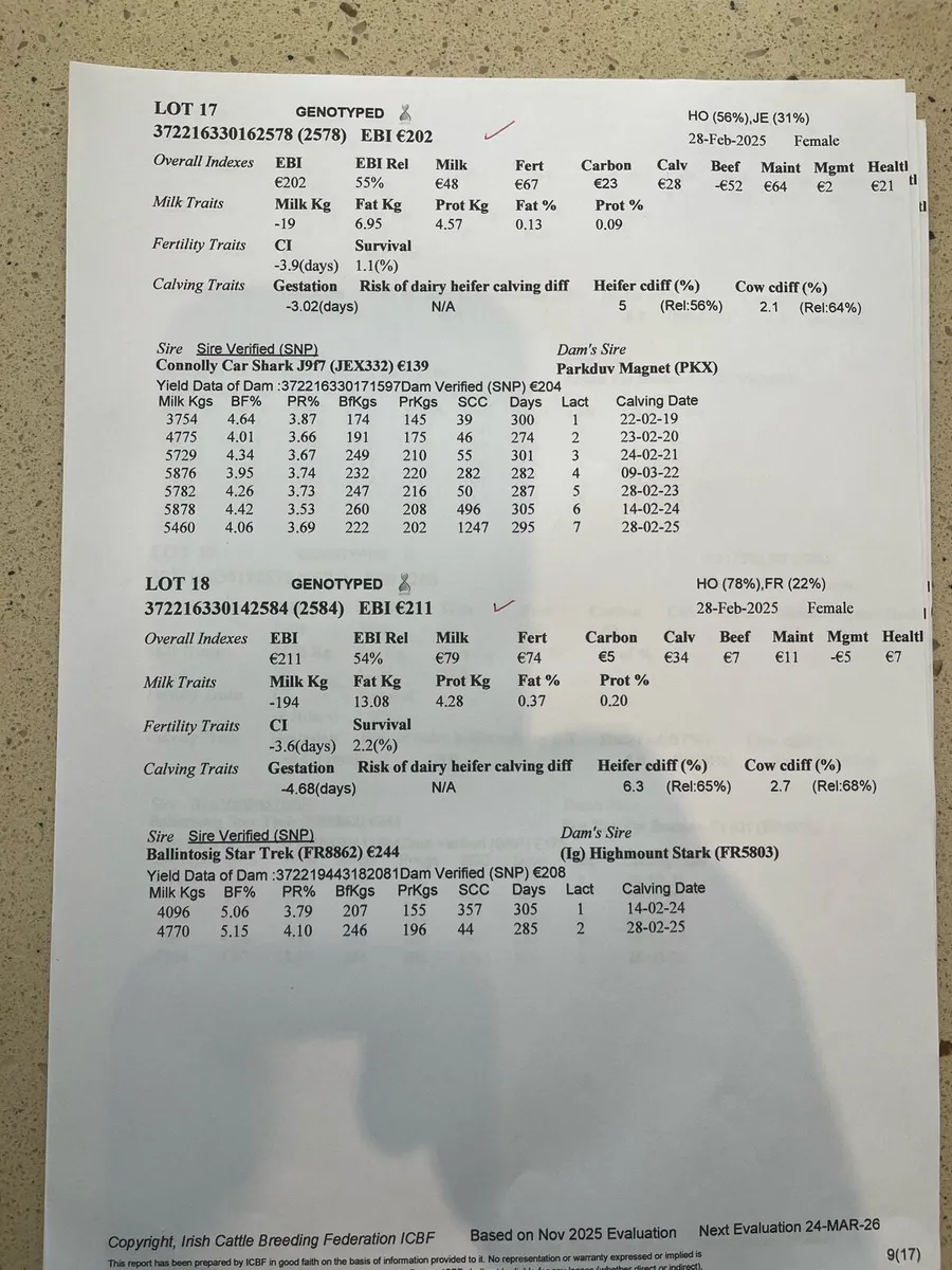 Maiden heifers - Image 2