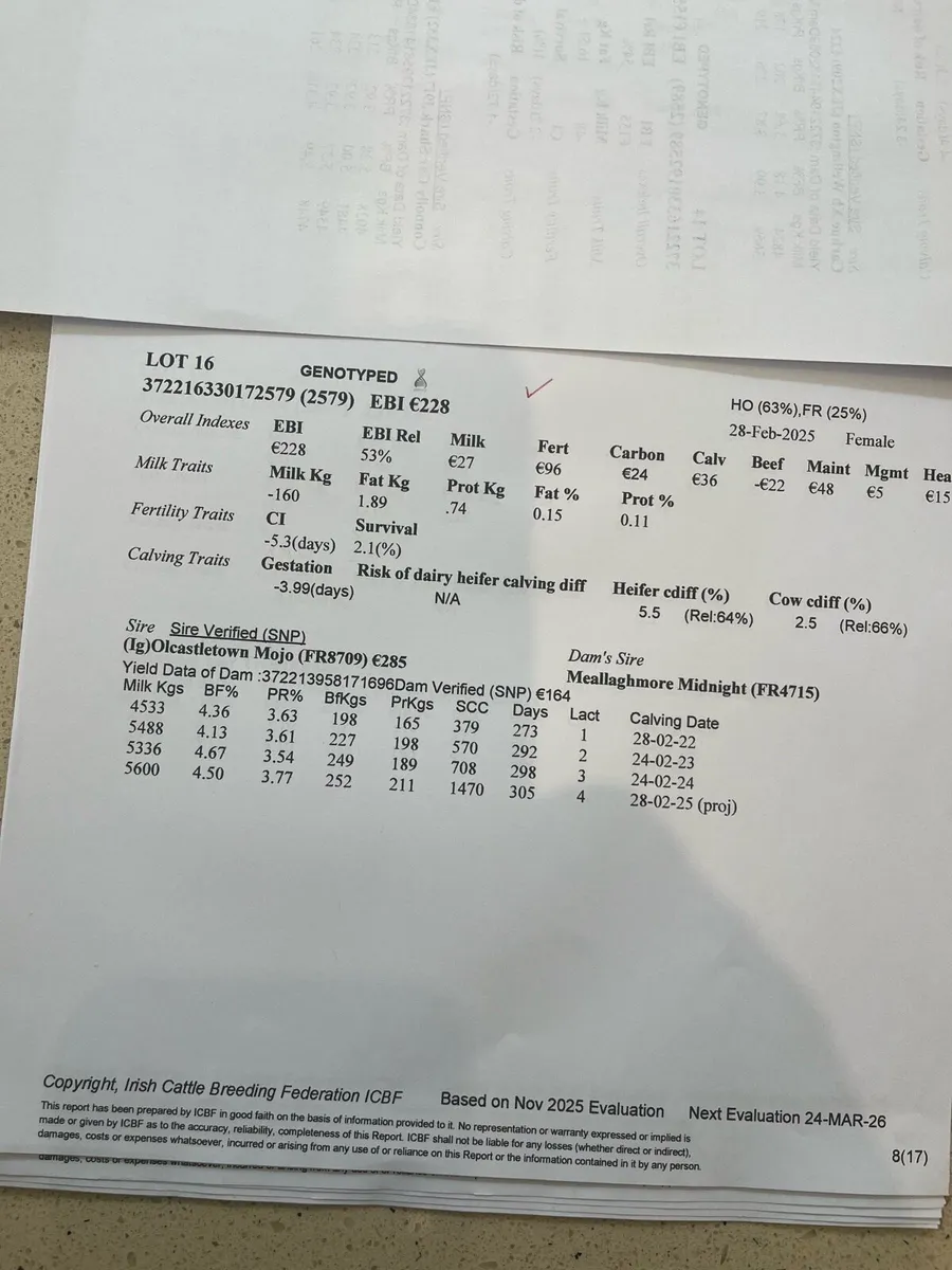 Maiden heifers - Image 3