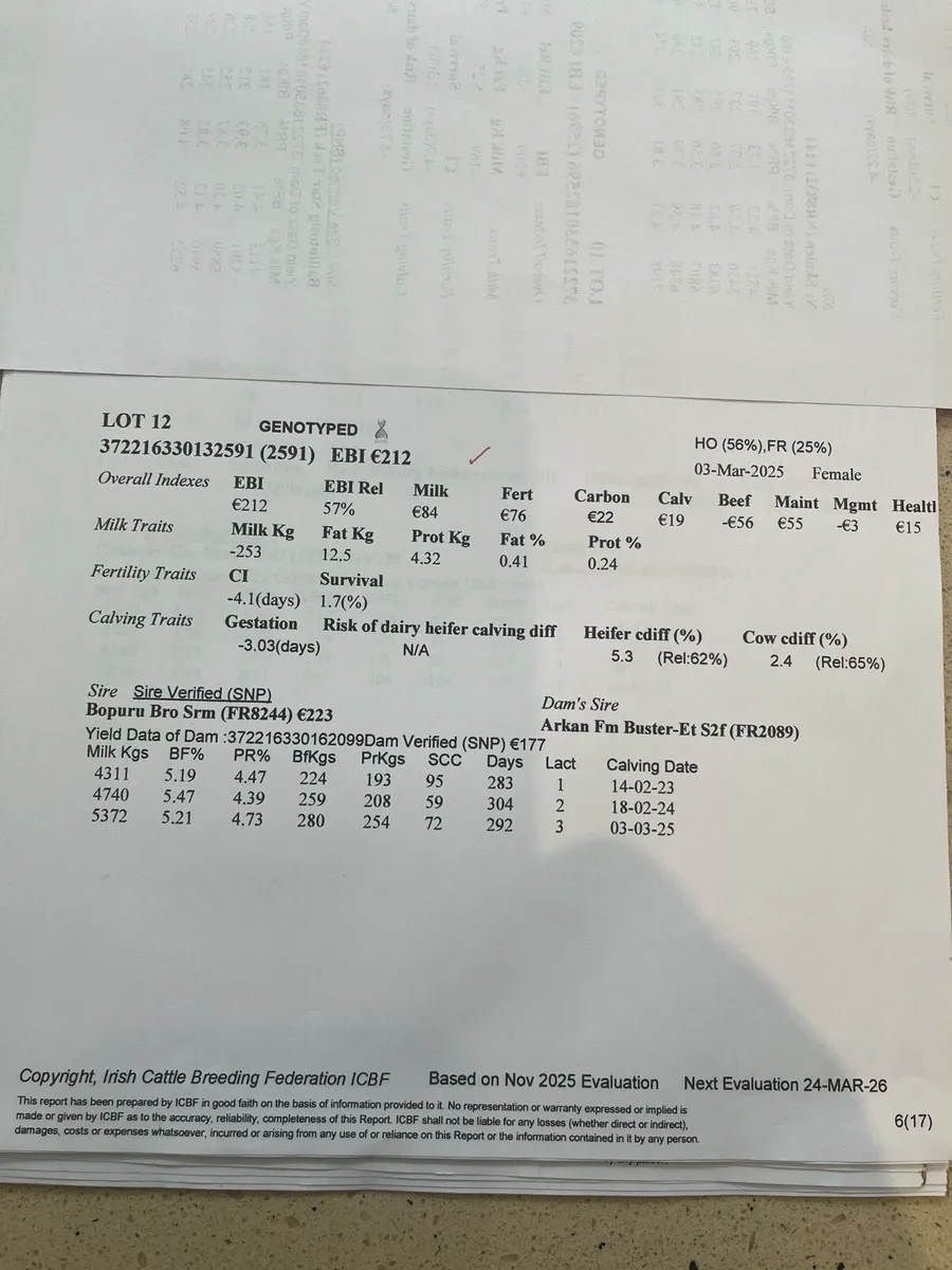 Maiden heifers - Image 4