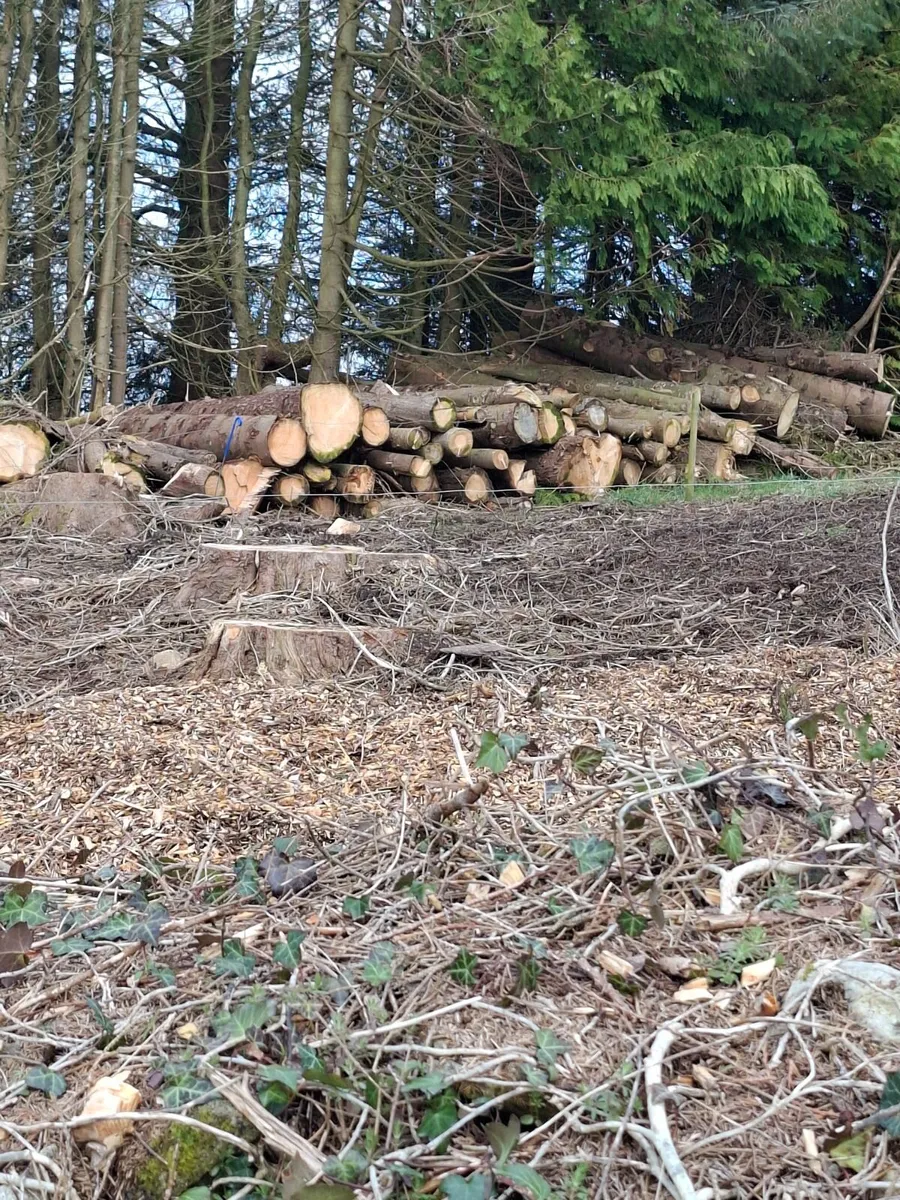 Fire wood logs - Image 1