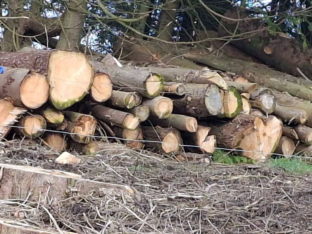 Fire wood logs - Image 2