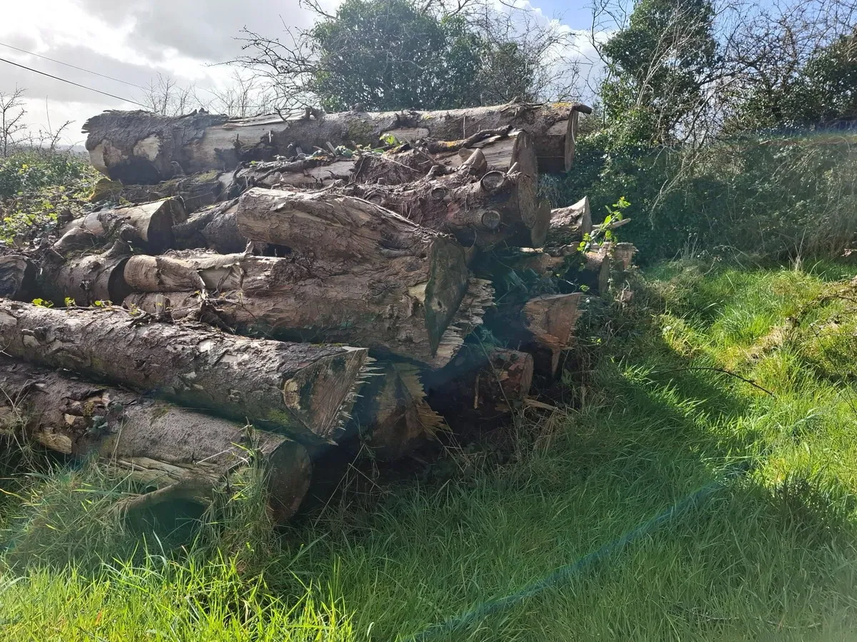 Fire wood logs - Image 3