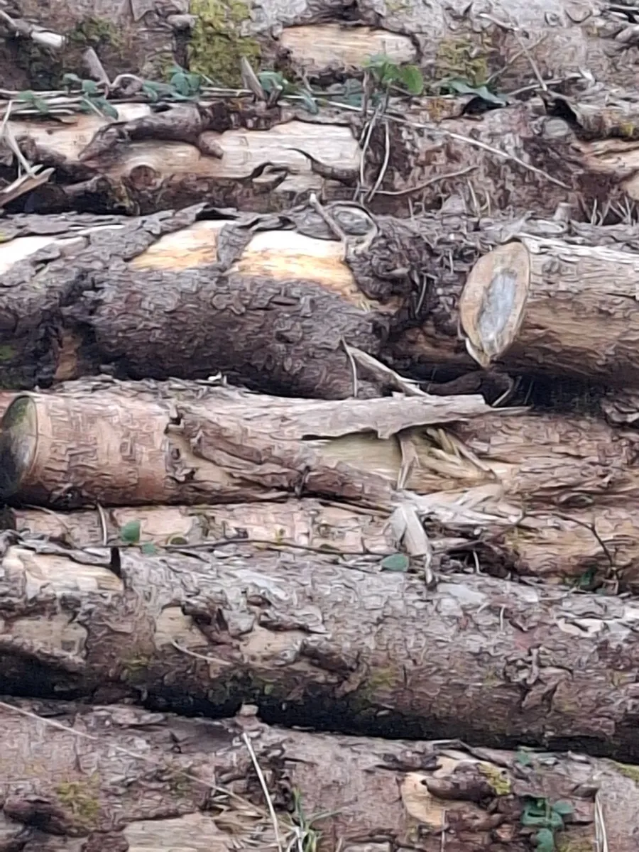 Fire wood logs - Image 4