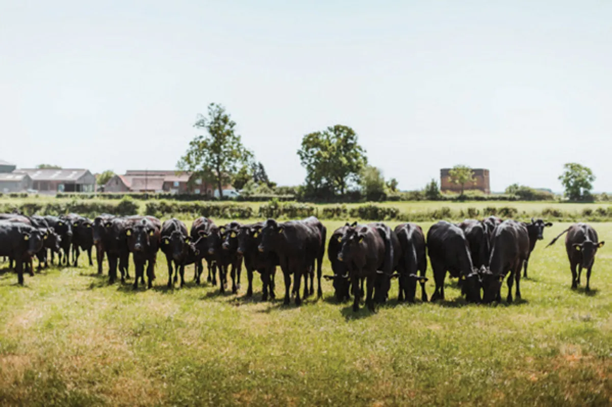 Dairy Farmers for 2026 Breeding Season - Image 4