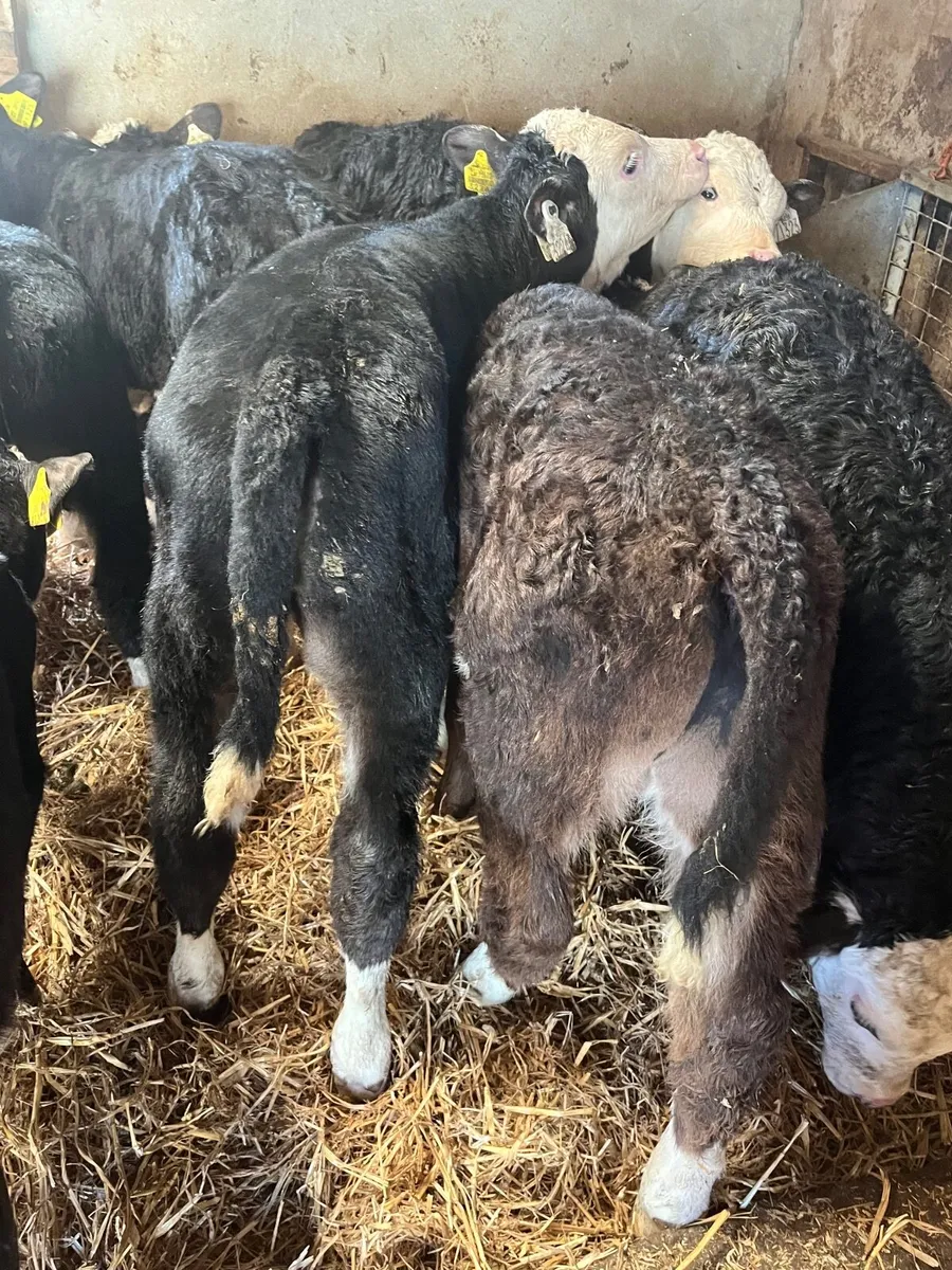🔥 14 serious reared Hereford bull calfs - Image 1