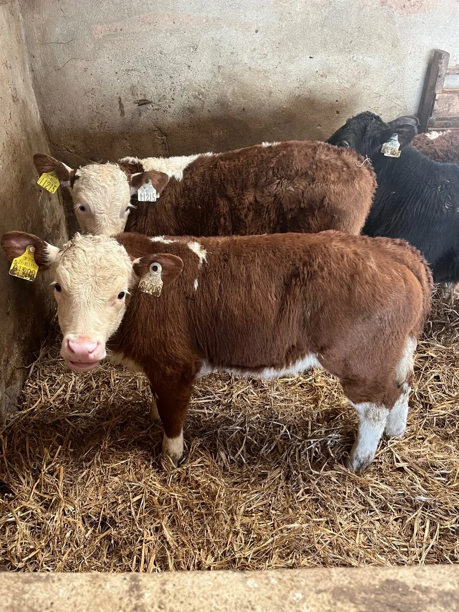 🔥 14 serious reared Hereford bull calfs - Image 4
