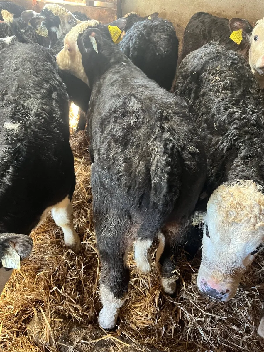 🔥 14 serious reared Hereford bull calfs - Image 3