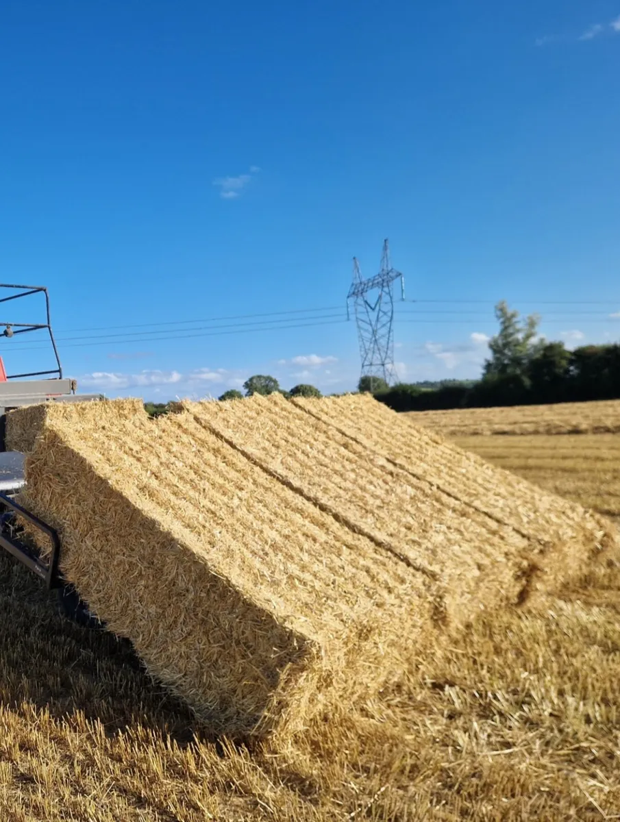 Barley and Wheat Straw Big Squares - Image 2