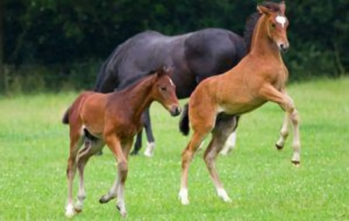 WANTED: Filly Foal for Flat Racing