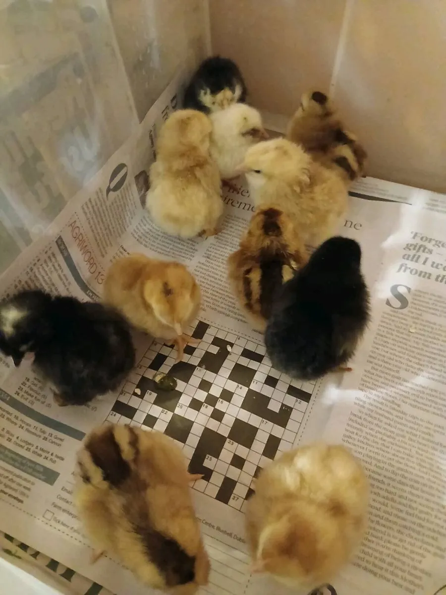 Chicks - Image 2
