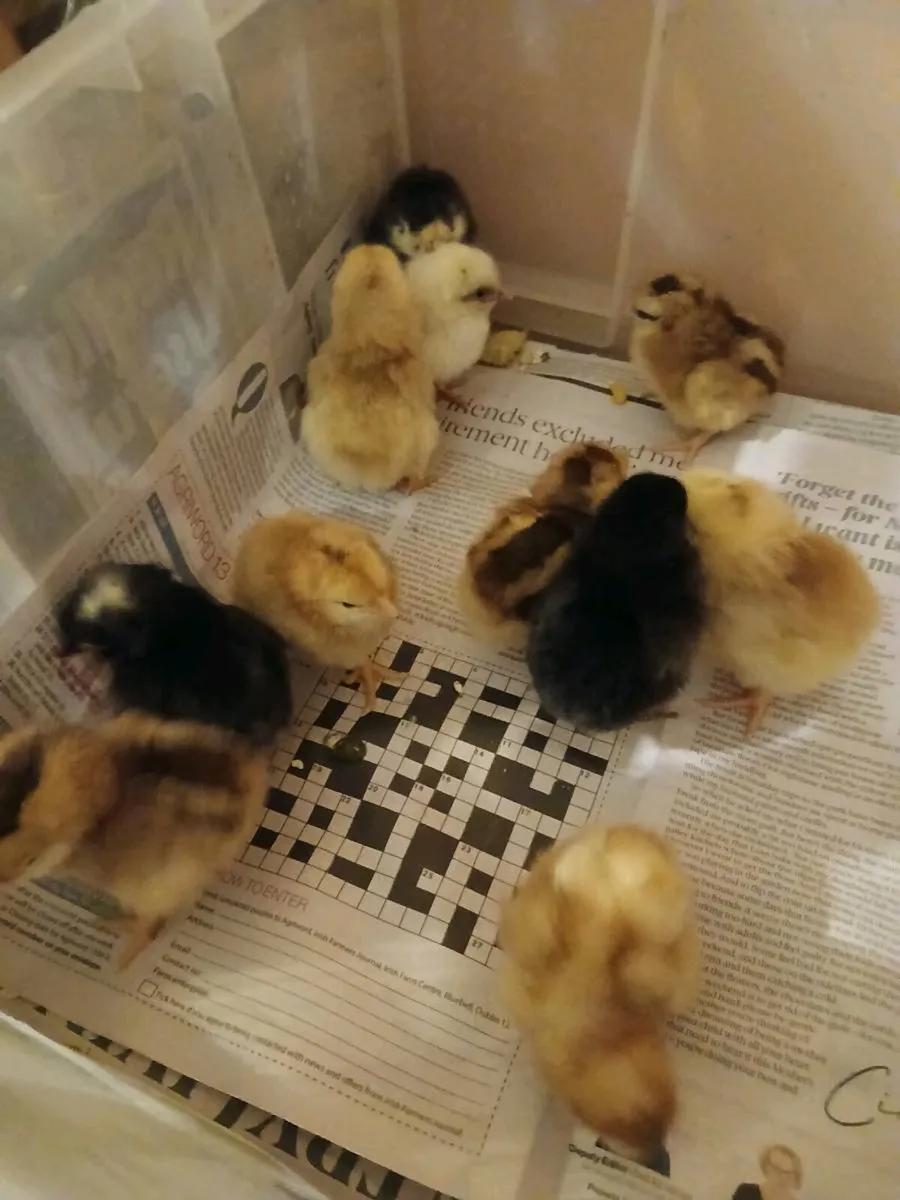 Chicks - Image 3