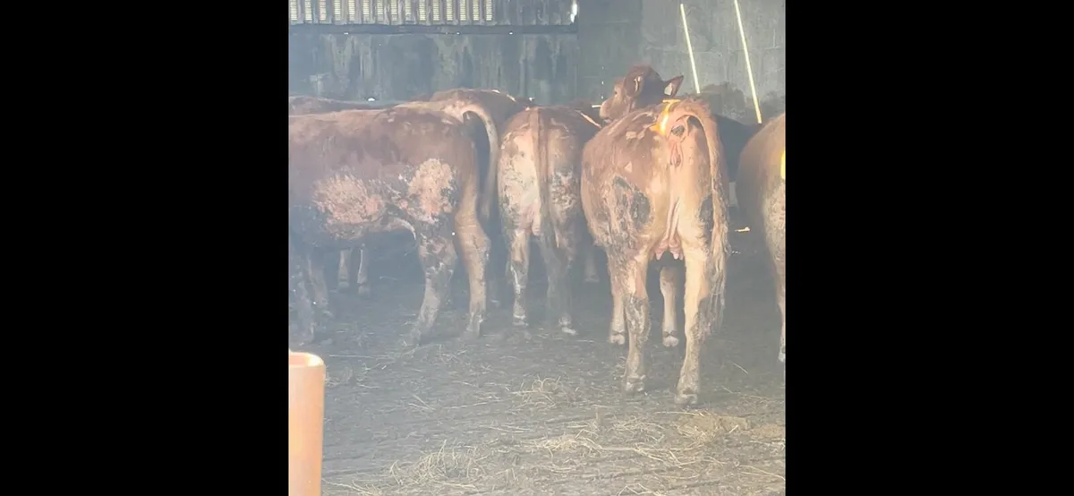 Gort Mart Thursday Evening: Springers - Image 1