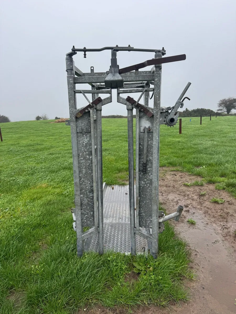 Cattle Crush - Image 4