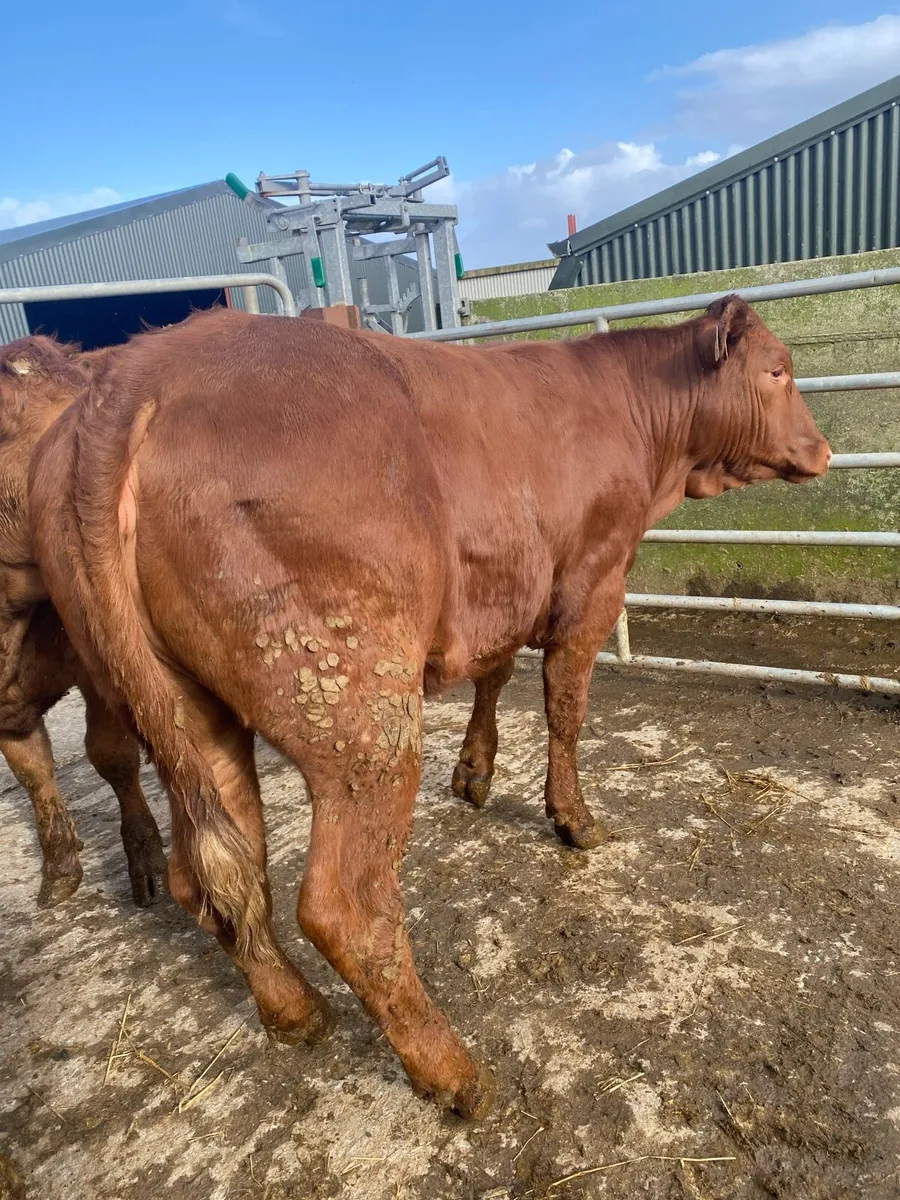 4 super 5⭐️ lmx heifers. - Image 2