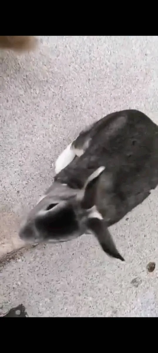 Rabbits and Cage pluse accessories - Image 4