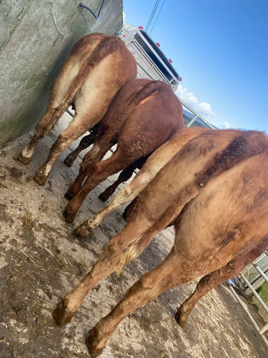 4 super 5⭐️ lmx heifers. - Image 3