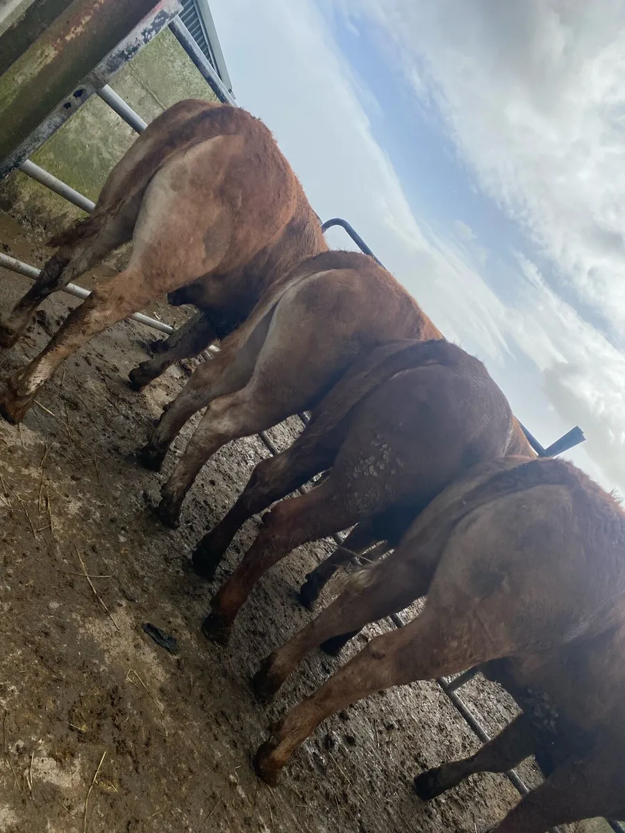 4 super 5⭐️ lmx heifers. - Image 4