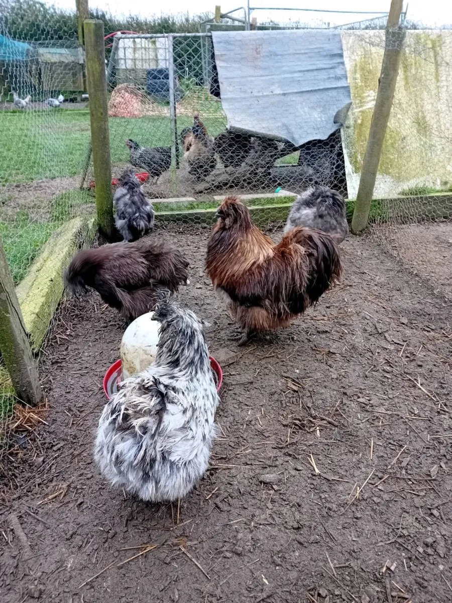 Silkies, bantams - Image 1
