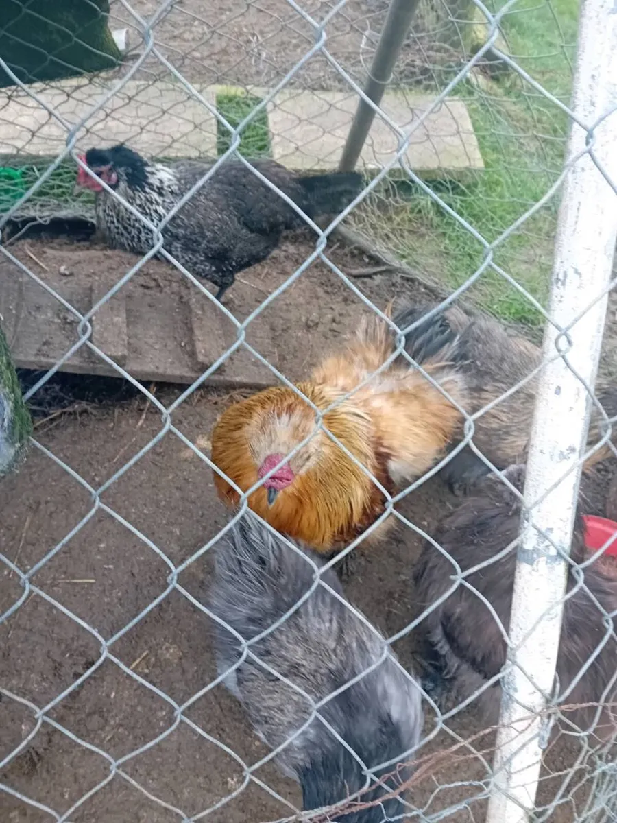 Silkies, bantams - Image 2