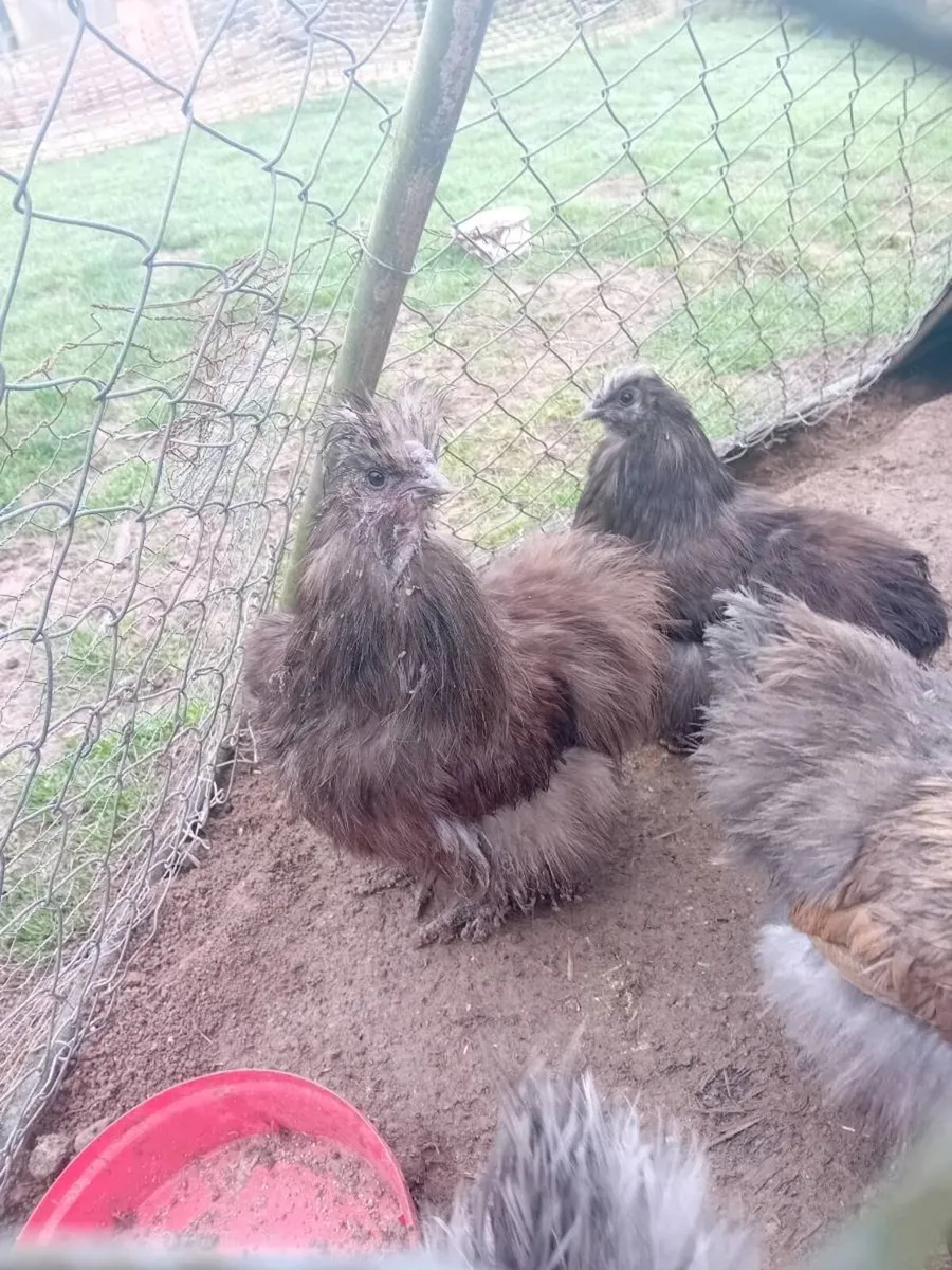 Silkies, bantams - Image 4