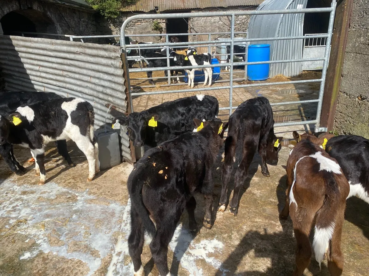 Calves for sale - Image 3