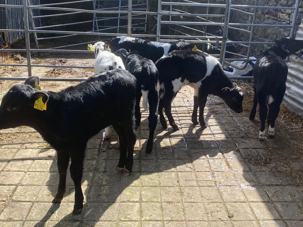 Calves for sale - Image 2