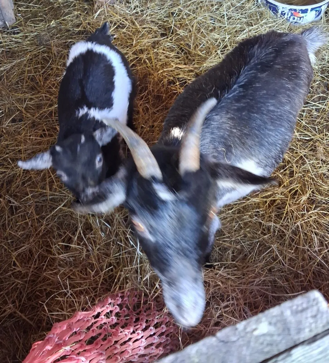 Pygmy  Goats Females - Image 3